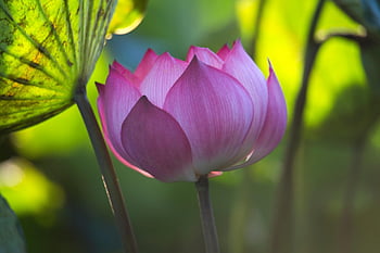 lotus, flower, lotus Flower, pink Flower, petals, pink Petals, bloom, blossom, aquatic Plant, flora, nature