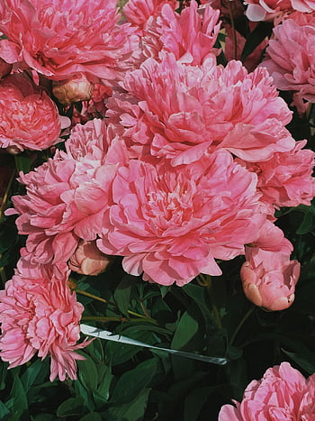 pink peonies, blooming peonies, vibrant pink flowers, delicate petals, garden flowers, full bloom, close-up flowers, bright pink peonies, peony bush, garden peonies, floral beauty