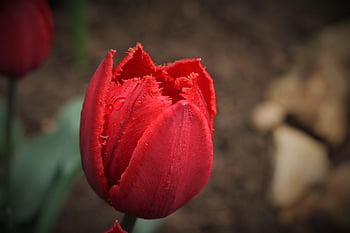 tulip, reg, nature, garden, blossom, brown Garden, brown Gardening