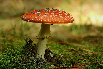 mushroom, fly Agaric, moss, fungus, fly Amanita, red Mushroom, toadstool, forest, nature, closeup