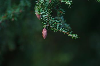 východní hemlock, jehličnatý kužel, strom, Jehličnaté jehlice, větev, Jedlice východní-smrk, Kanadský jedlovec, jehličnatý strom, les, Příroda, detailní