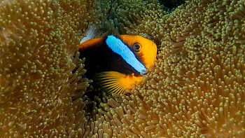 fish, nature, underwater, coral, animal, diving, reef, ocean, pacific, sue Drafahl, earthseapublishing