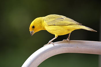 yellow canary, close-up shot, bright yellow songbird, perched on metal rail, nature, bird photography, canary bird, yellow bird, wildlife photography, outdoor bird, songbird close-up