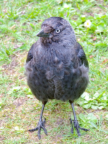 taccola, uccello corvo, corvus monedula, uccello, nero, piume, corvo, vista, uccello canoro, nativo, animale