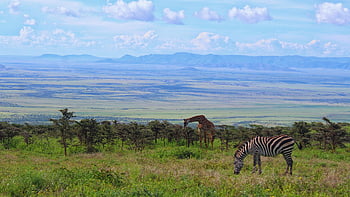 zebra, animal, tanzania, giraffe, nature, wilderness, landscape, serengeti, grassland