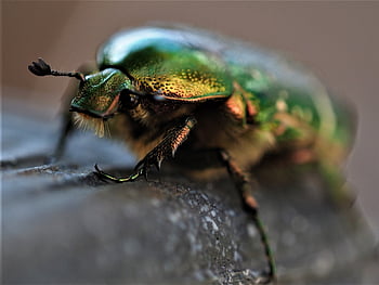 insect, beetle, green, nature, makro, details, wasseroberfläche
