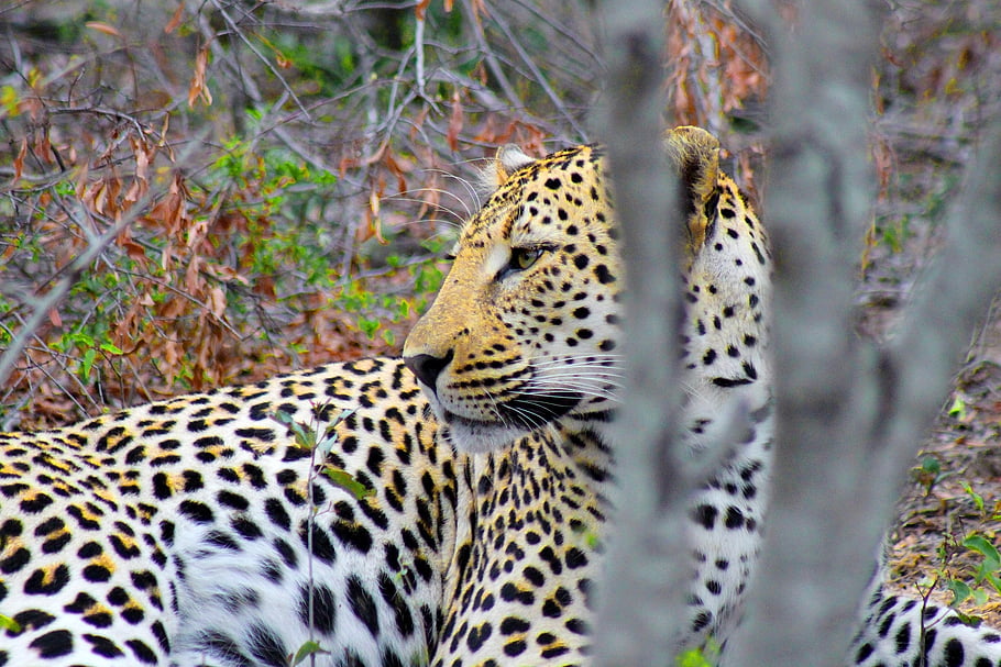 leopard, feline, safari, savanna, kalahari, jungle, wild, beast, fear, africa