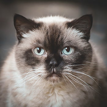 british Shorthair, cat, cute, domestic Cat, puss, thoroughbred, breed Cat, domestic Animal, pet, fur, shorthair