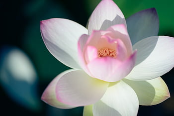 flower, petals, plant, beautiful Flowers, flower Wallpaper, nature, flower Background, natural, lotus