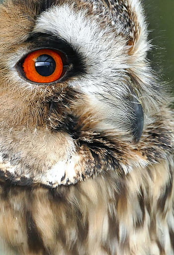 gufo marrone e bianco, Valuta da gufo ravvicinata, Stupiente occhio arancione, piume dettagliate, Foto di gufo accattivante, ritratto di gufo, gufo marrone, gufo bianco, occhio di gufo, piume di gufo, fotografia naturalistica