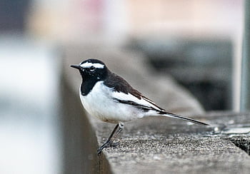 Motacilla, běloskvrnitý, konipas, pěvec, ptačí, Příroda, ornitologie, volně žijících živočichů, fauna, pozorování ptáků