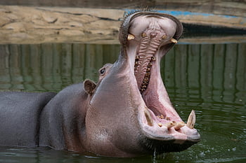hippopotamus, water, powerful jaws, close-up shot, hippo, animal, wildlife, nature, teeth, mouth, open mouth