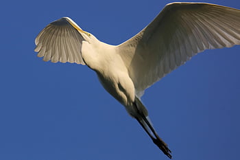birds, sea, flying, freedom, sky, wildlife