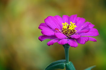 fleur, zinnia, Floraison, botanique, pétales, belles fleurs, croissance, macro, Zinnia elegans, fond de fleur, papier peint à fleurs
