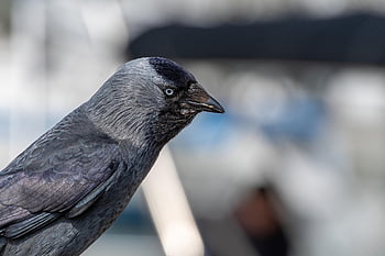 uccello, taccola, uccello canoro, coloeus monedula, uccello simile a un corvo, piumaggio grigio nero, natura, sorprendente Light Iris, ornitologia, Sfondo di uccelli, carta da parati degli uccelli