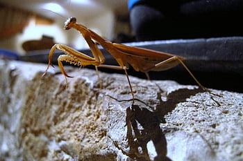 animal, praying Mantis, insect, entomology
