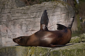 Zoo, Dichtungen, Seelöwe, Siegel, Säugetier, Meeresbewohner, Wasserleben, Tier, Natur, Kreatur, Meeressäuger