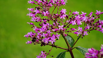 paarse petaled bloemen, close-up fotografie, levendige roze bloesems, hommel, weelderige groene achtergrond, florale fotografie, natuurfotografie, roze bloemen, groen gebladerte, honingbij op bloem, macrofotografie