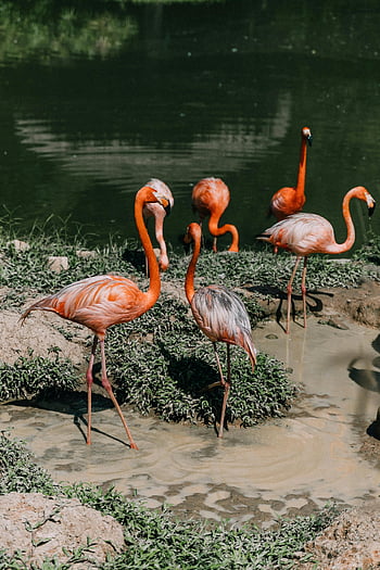 flamingók, flamingók állománya, víztömeg, természetes vizes terület, élénk rózsaszín flamingók, lebegő madarak, napfény, vadvilág fotózás, szabadtéri jelenet, természetfotózás, vizes élőhelyek
