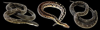 snake, terrarium, bastards, animals, camouflage, poisonous, creature, reptile, reptiles, jungle, nature