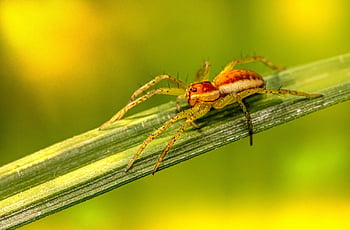 แมงมุม, แมลงจำพวกแมลงมุม, แมลง, คนทอผ้า, Arachnophobia, ธรรมชาติ, สัตว์โลก, น่าขนลุก, arthropod, สัตว์, Arachnology