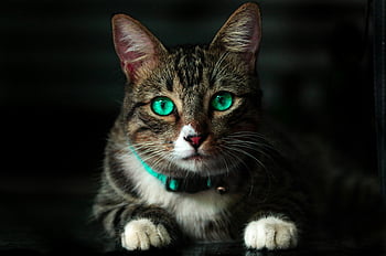 brown cat, green eyes, tabby cat, close-up, whiskers, striking eyes, detailed photo, cat portrait, animal photography, pet photography, feline features
