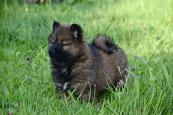 개, 강아지, 어린 새끼, 유쾌한 여성, 강아지 여성, 초상화 강아지 eurasier, 착한 애, 계집 레이나, 개의, 유러시 어, 개 eurasier