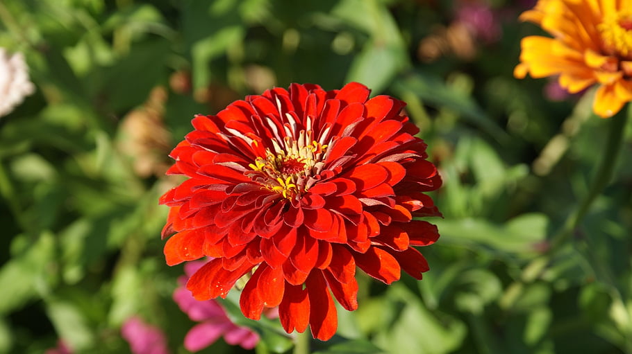 flowers, flora, nature