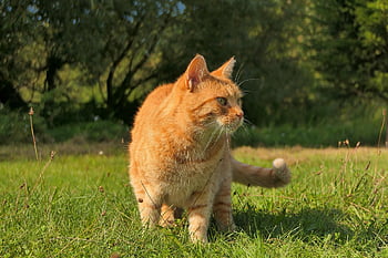 ネコ、 ペット、 可愛い、 可愛らしい、 動物、 興味がある、 毛皮、 口ひげ、 動物たち、 自然、 外側