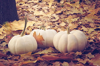 vihannes, kurpitsa, syksy, luonto, lehdet, pudota, kausi, keltainen, halloween, puu, tausta