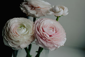 rosa Hahnenfuß, hellrosa Blüten, Vase, romantische Wohnkultur, zarte Blumen, weißer Ranunculus, Blumengesteck, Weiche rosa Blüten, romantische Blumen, Haus Dekoration