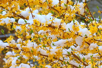 forsythia, sníh, žluté květy, okrasný keř, jaro, květ, keř, květy fialky, oleaceae, Příroda, zahrada