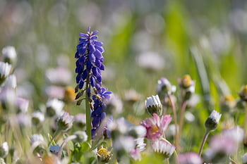 hroznový hyacint, květ, Příroda, muscari botryoides, asparagaceae, traubenförmige květenství, květenství, zvony, Viniční hroznový hyacint, jaro, krásné květiny