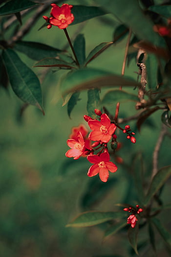 red flowers, close-up, vivid red, blossoming, lush green leaves, branch, tilt shift lens, floral photography, nature, macro, garden