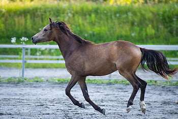 horse, foal, run, pony, nature, gallop, leap, paddock, riding Area, yearling, riding Pony