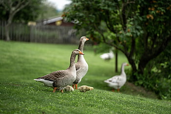 husy greylag, housata, louka, husy, kuřat, baby husy, ptáků, vodní ptáci, vodních ptáků, zvířat, peří
