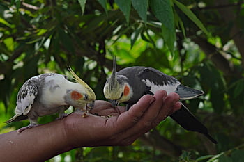 parakeets, animals, birds, budgerigars, budgies, nature, wildlife, australian Parakeet, cocktail Bird, animal, bird