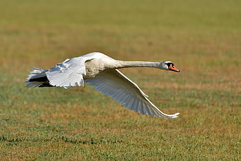 swan, wings, bird, flight, plumage, nature