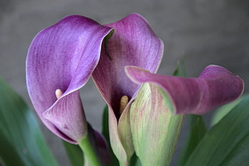 květiny, jaro, calla lily, zahrada, rostlina, květ, flóra, růst, botanika, makro, lilie