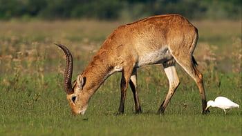 lechwe, Antilope, Tier, Hörner, Tierwelt, Säugetier, Fauna, Wildnis, Natur, okavango, Botswana