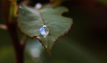 rose, rain, water, drop, flower, nature, flower Wallpaper, spring, rose Flower, beautiful Flowers, flower Background