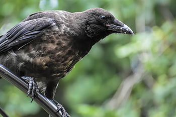 カラスの鳥、 カブ、 カラス鳥、 ウルフダウン、 自然、 羽毛、 採餌、 鳥、 カラス、 フィード、 くちばし
