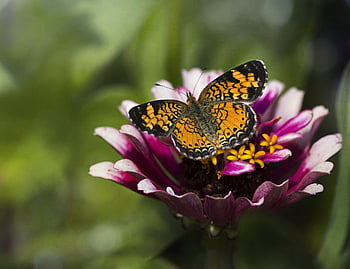 Schmetterling, Insekt, Garten, Sommer-, Detail, Fehler, Flügel, Natur, bunt, wild, draussen