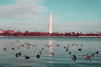 Washington DC, památník, pamětní, mezník, prezident, Kachny, Washington, Virginie, usa, Amerika, slavný