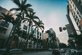auto su strada, palme, via della città, traffico, edifici moderni, brasile, scena urbana, Street foderato, paesaggio urbano, semafori