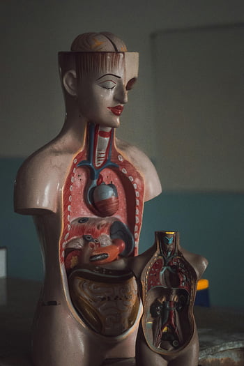 manekýn, lidský trávicí trakt, anatomické modely trupu, Vnitřní orgány, vzdělávací účely, podrobná anatomie, lékařské vzdělávání, anatomický model, Zažívací ústrojí, vzdělávací nástroje, anatomické zobrazení