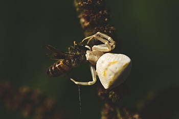 pavouci, lov, oběť, včela, fauna, pavouk, bílý pavouk, hmyz, dravec, kořist, lovec