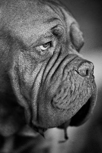 grayscale photo, French Mastiff, close-up photo, Dogue de Bordeaux, soulful portrait, grayscale portrait, thoughtfully looking, side view, dog photography, animal photography, pet photography