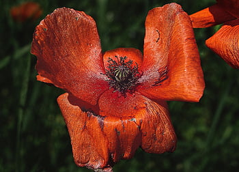 opium jagung, mekar, berkembang, opium, papaver rhoeas, kelopak, Tepuk Mawar, bunga, menanam, flora, merah