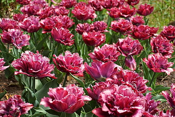 tulips, flowers, colorful Flowers, spring Flowers, nature, garden, flora, blooming Flowers, botany, tulip Field, blooming Flowerbed